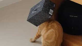 Gato aprende a não colocar a cabeça em sítios pequenos