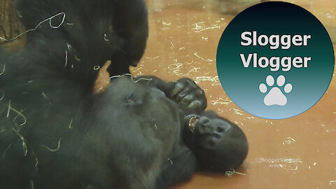 Baby Gorilla Indigo Plays With Gorilla Liesel