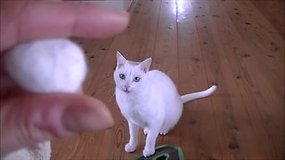 Unique cat really loves to play fetch