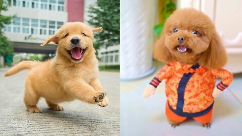Baby Dogs 🔴 Cute and Funny Dog Videos Compilation #8 | 30 Minutes of Funny Puppy Videos 2022