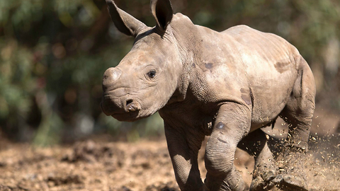 Baby Rhino Lives With Family