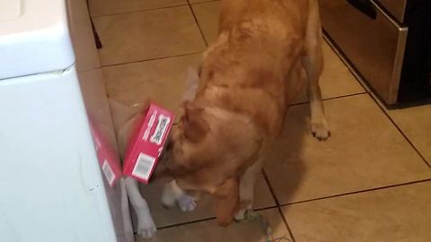 Dog rescues puppy with box stuck on her head