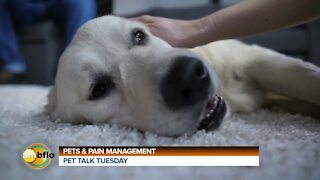 Pet Talk Tuesday - Pets and pain management
