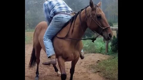 Horse Sale Video, CliffsNotes version