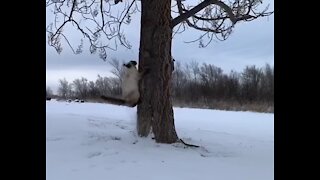 Siamese Cat Having So Much Fun In the Snow