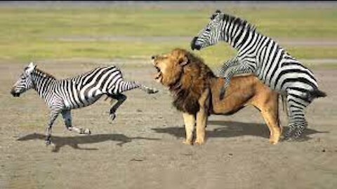 mother_zebra_kicks_lion_to_save_her baby foal