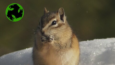 Montana chipmunks come out of hibernation