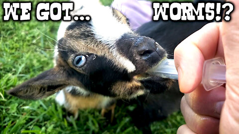 Our Goats Have Diarrhea, And Lost Appetite! Vet Says It's Worms!