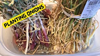 Planting Onions