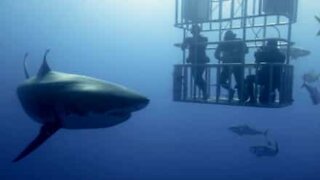 Shark, the most famous ocean predator