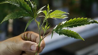 Coronavirus Hampers 2020 Marijuana Legalization Efforts