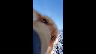 Fox steals camera and tries to bury it