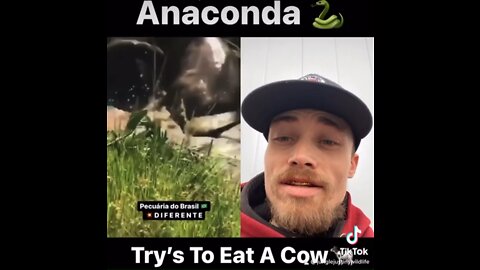 Anaconda Try’s To Eat Cow 🐄
