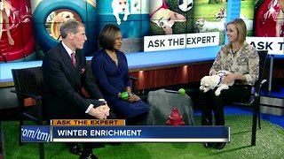 Ask the Expert: Keeping pets active in the winter