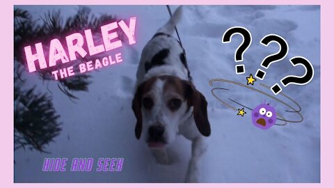 Playing hide and seek with Harley the beagle! Scared to happy dog!!
