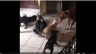 Dog challenges entire litter of puppies to tug-of-war