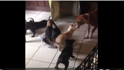 Dog challenges entire litter of puppies to tug-of-war