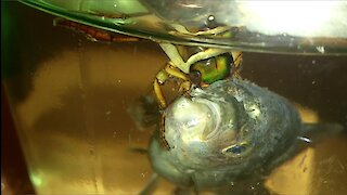 Giant Predaceous Diving Beetle attacks fish