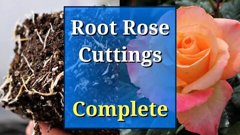Grow Roses from Cuttings: Complete Guide