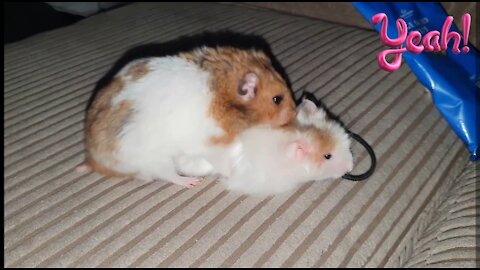 Cute Hamsters making Babies🥰.