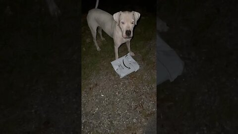 Midnight Mailbox Run with Dogo Argentino