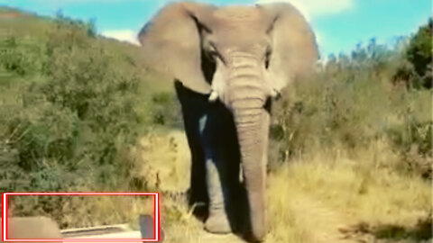 Terrifying Moment A Elephant Mock Charges Car - Won't Let Them Pass