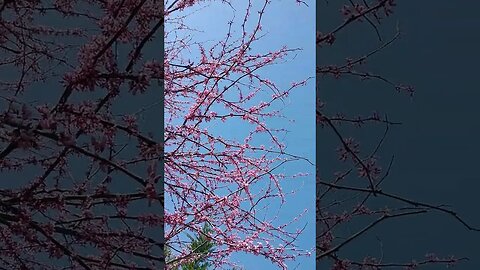 Red bud tree 🌲 blooms 🌺 against a blue sky 🌅 #flowers #tree #blooms #beautiful #farm #homestead