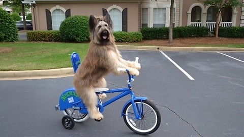 Extremely Talented Dog Rides Bicycle By Himself
