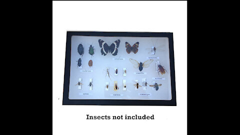 Insect Display Case Review