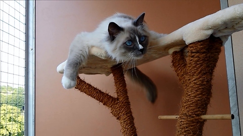 Petty the Ragdoll Cat - My own balcony