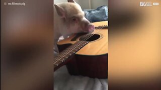 Un cochon russe s'essaie à la guitare