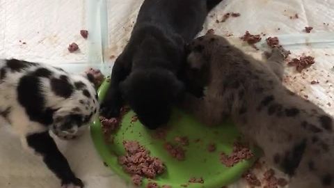 Savage puppies make gigantic lunchtime mess