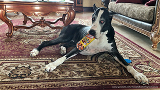 Clever Great Dane Serves DIY Dog Treats