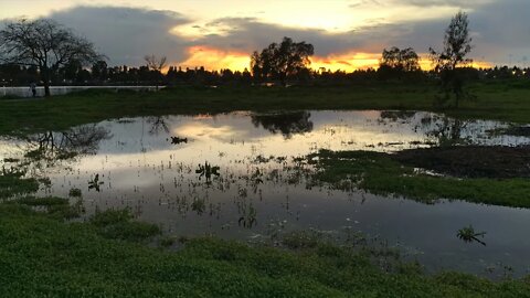 Rapeseed blossom, Pond, and Sunset at Fremont Central Park in Spring.