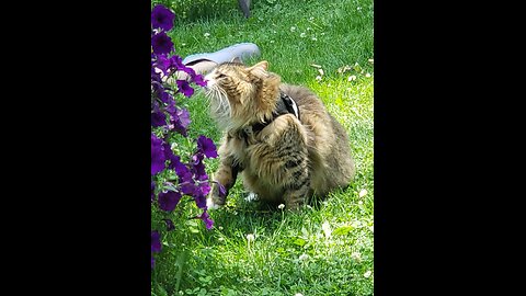 Petunia Goes Outside (Featuring Petunia The Norwegian Forest Cat)