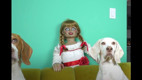 Dogs vs Annabelle Prank: Ghost Doll Annabelle Keeps Haunting Funny Dogs