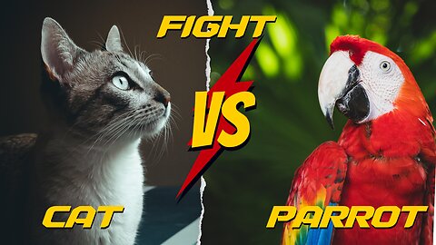 Cat vs Parrot They fight for food