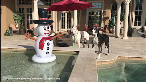 Talkative Great Danes Check Out The Florida Snowman In Their Pool