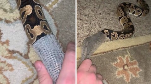 Snake owner helps his pet shed its skin