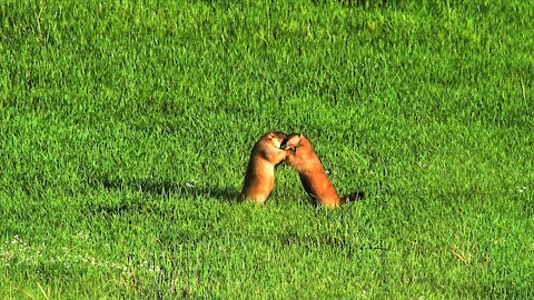 Rodents holding a wild wrestling contest