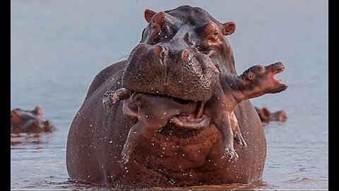 MOTHER HIPPO CHEWS HER OWN BABY. WHY HIPPOS DO THIS