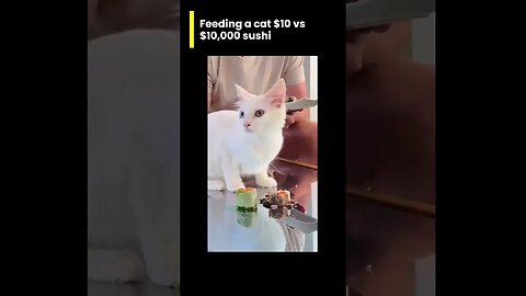 Mr.Beast feeding a cat $10 vs $10,000 sushi.🤤😝