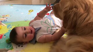 Gentle Golden Retriever Preciously Entertains Little Baby