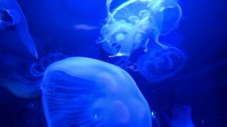 Jellyfish - Aquarium near Carolina Beach, NC