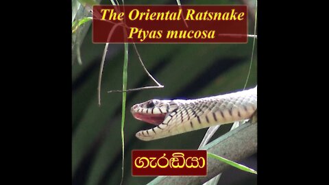 The Oriental Ratsnake | Ptyas Mucosa | Sri Lankan Rat Snake | Garadiya