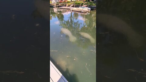 Manatees