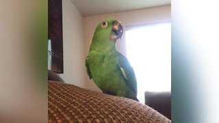 Funny Singing Pets