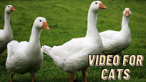 Duck And Geese Video For Cats To Watch By Kingdom Of Awais