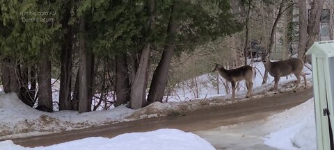 The deer are very curious about my cat