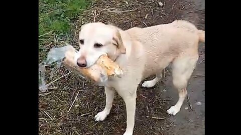 Dog steals some bread